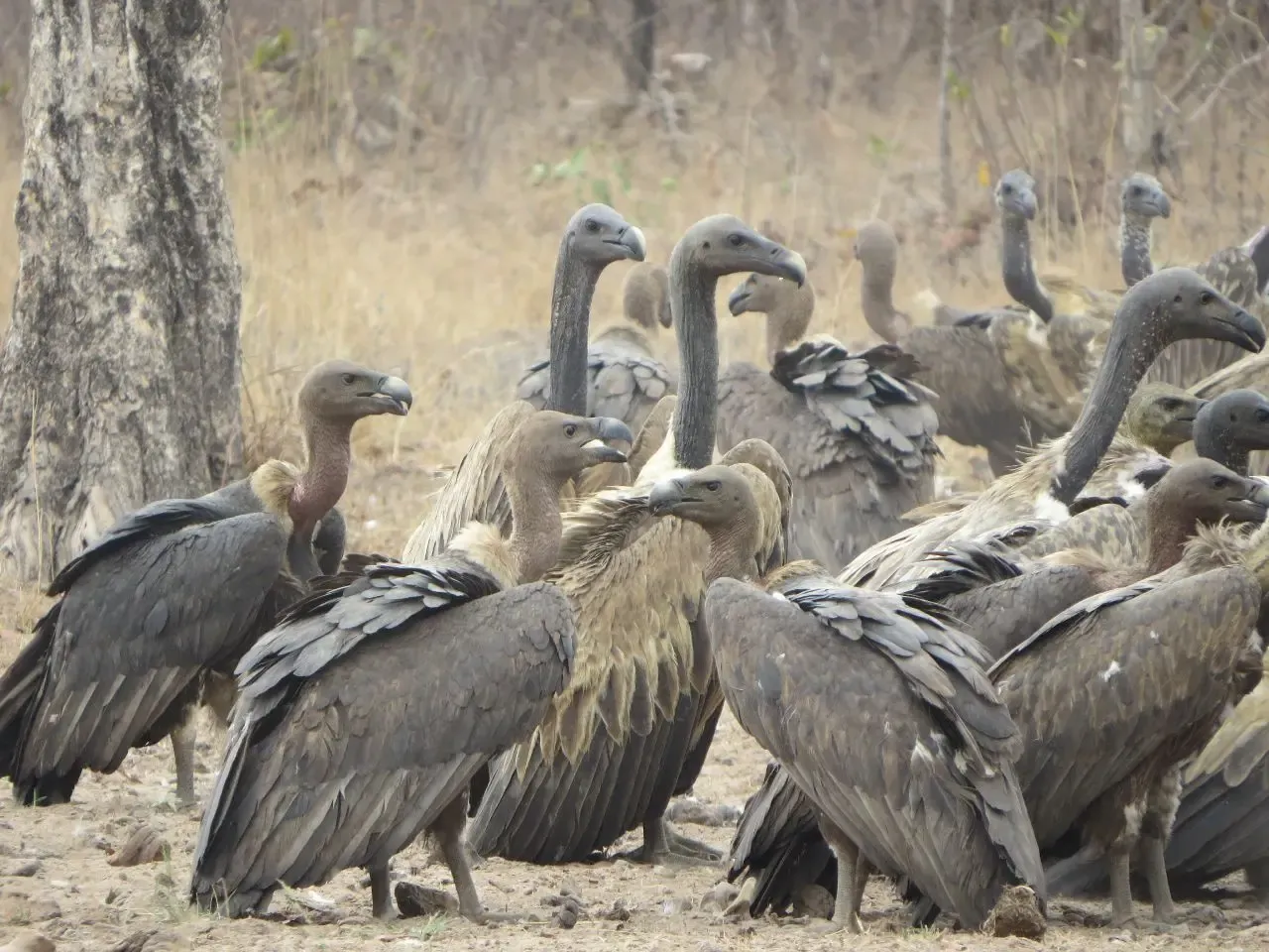 Economic Value of Vultures in Southern Africa Estimated at 1.8 Billion USD Annually