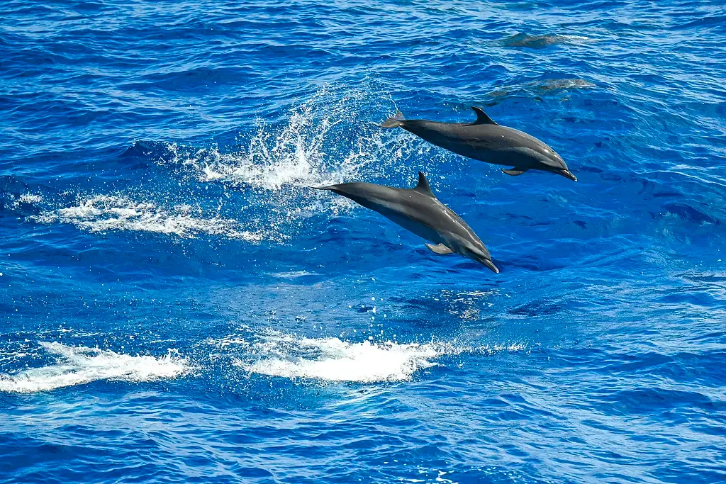 चीन के विदेश मंत्री वांग यी ने समुद्री जैव विविधता पर समझौते की तैयारी बैठक में दिया वीडियो संबोधन