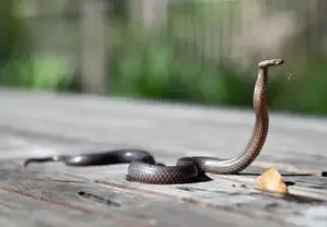 Alert Issued Due to Increase in Snake Bites in Queensland, Australia