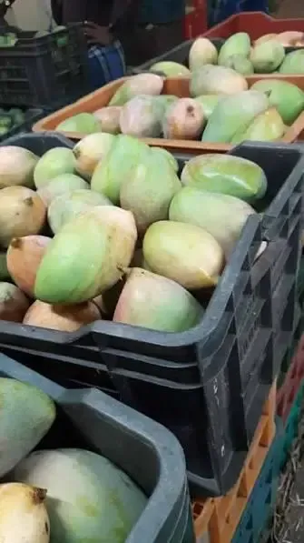 Strained West Asia Relations Disrupt Coimbatore Mango Exports, Prices Plummet