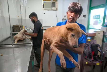 Has West Bengal Reduced Dog Bite Cases Through Sterilisation and Adoption Initiatives?