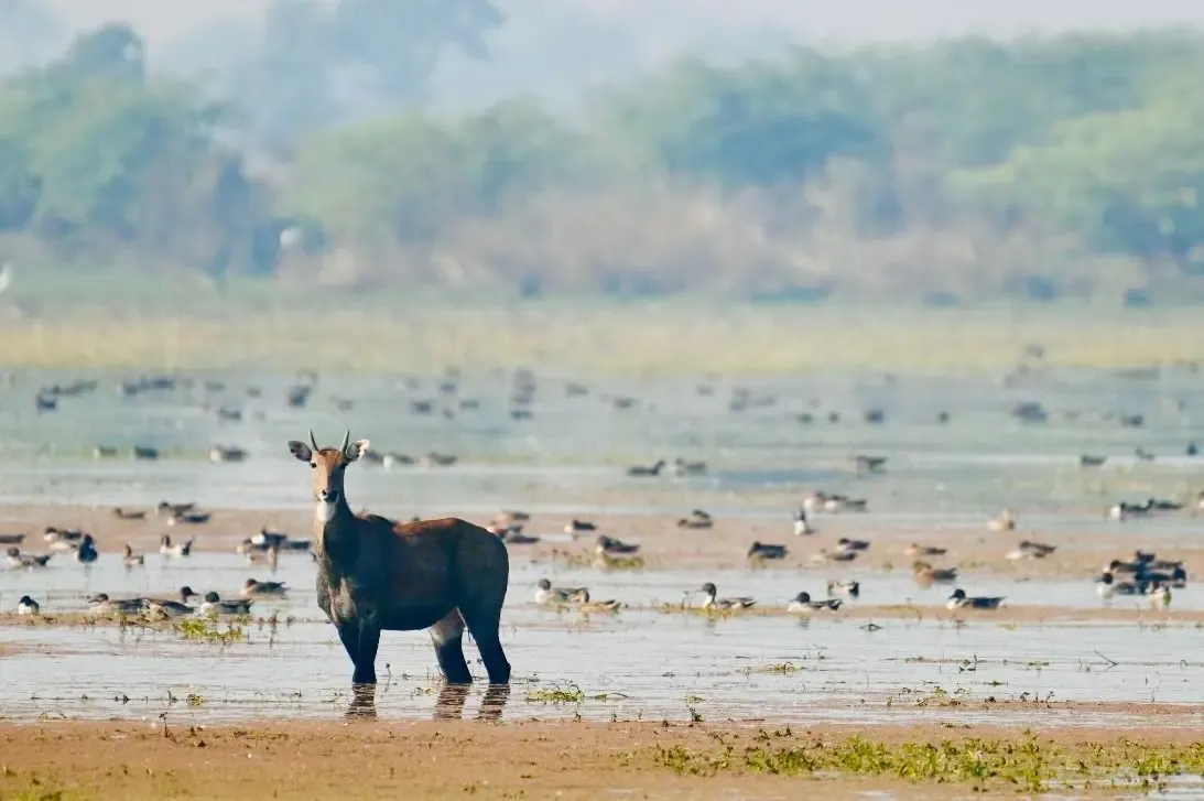 How Did Wetlands in UP and Gujarat Gain International Recognition for Conservation?