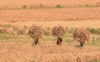 Wheat Procurement at MSP Kicks Off Today in MP Amid Congress Protests