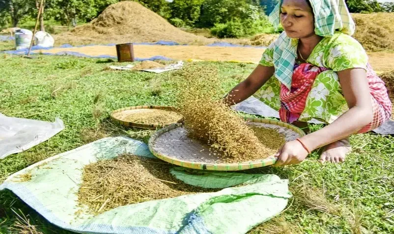 How Can Farmers in MP Register for Wheat Procurement at MSP Starting February 7?