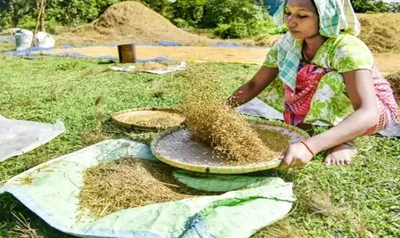How Can Farmers in MP Register for Wheat Procurement at MSP Starting February 7?
