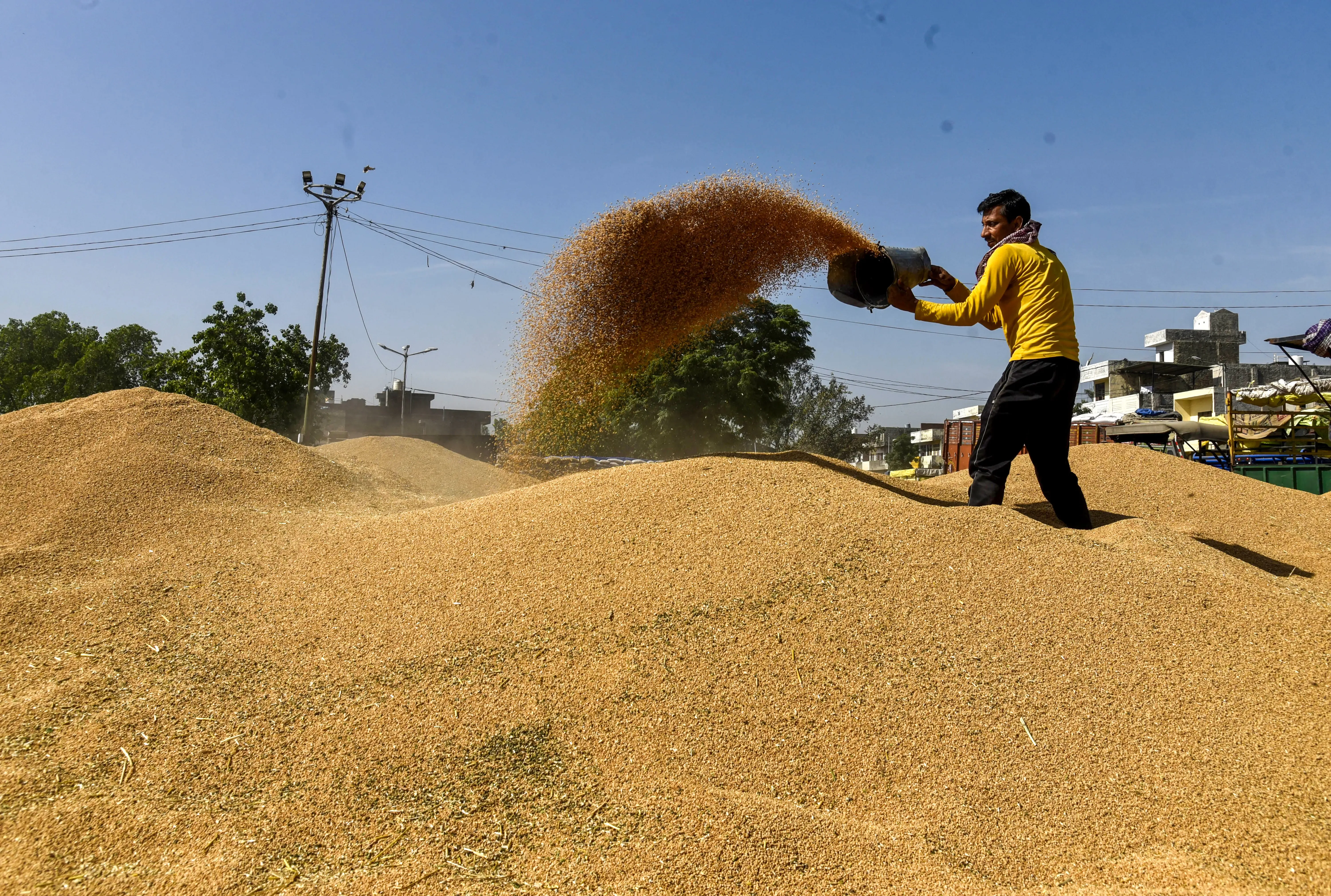 India's Wheat Output 2025-26 Stable Despite Heat, Hailstorms: Centre