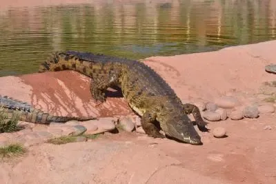 WII survey counts 586 saltwater crocodiles in Andaman and Nicobar Islands
