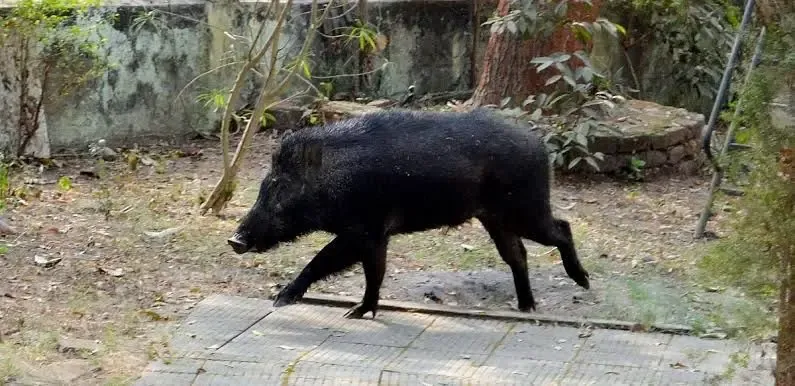 How Are Farmers in TN's Theni Battling Wild Boar Intrusions?