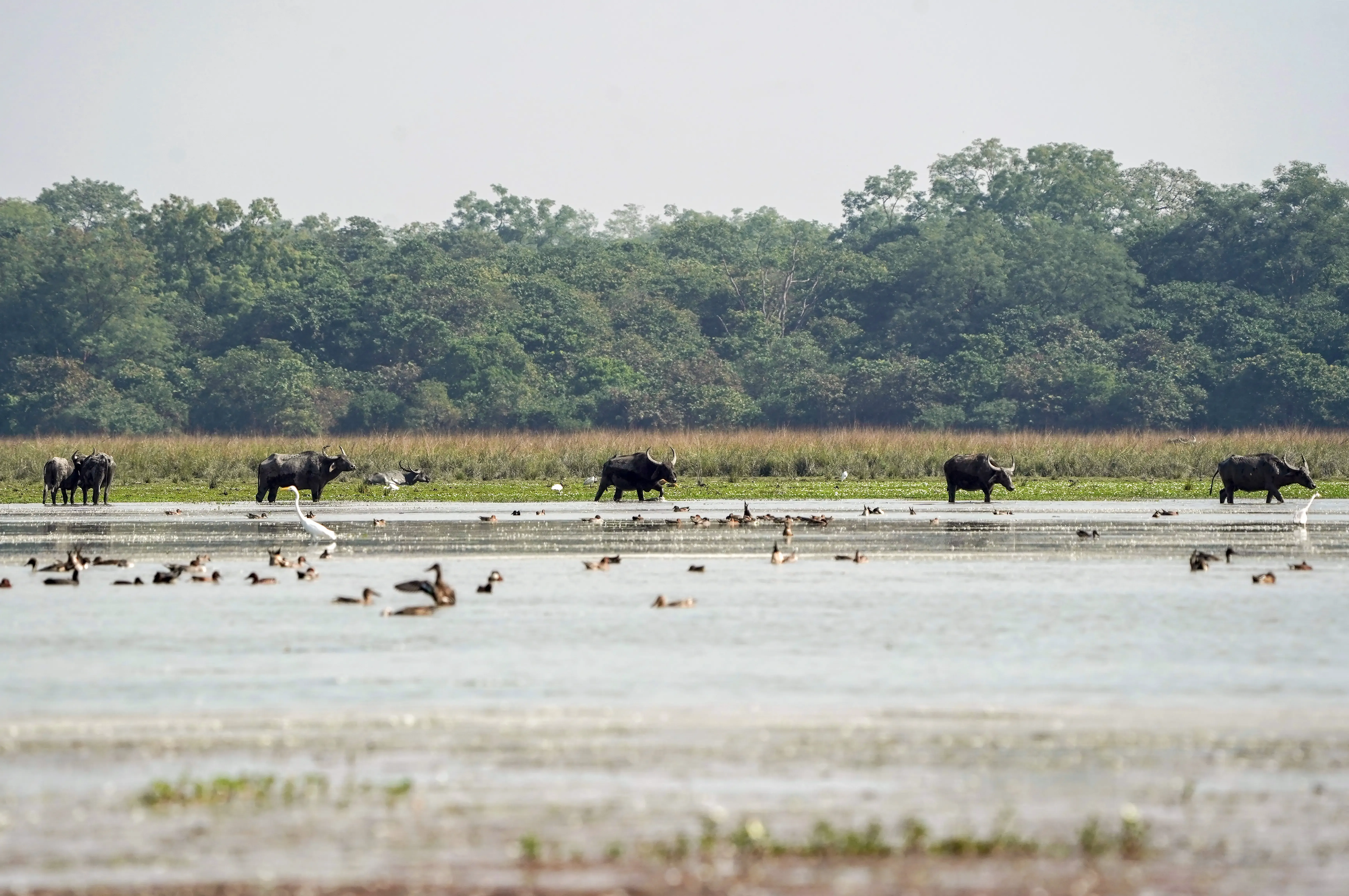 Wild Buffalo Returns to MP After 100 Years: CM Yadav Launches Kanha Project