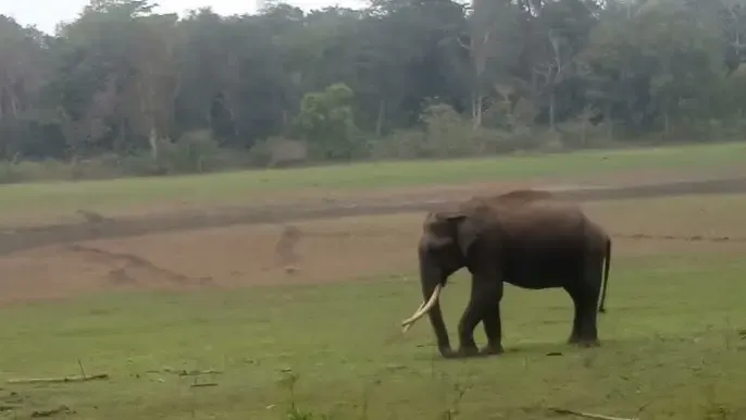Elderly Woman Trampled by Wild Elephant in Tripura: Community Outrage Ensues