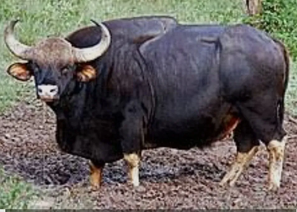 Wild gaur relocation drive launched in Karnataka's Malnad, a first in South India
