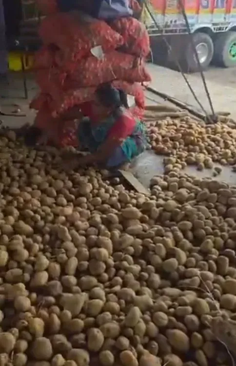 Potato prices at ₹1/kg: Akhilesh Yadav slams UP govt over farmer crisis
