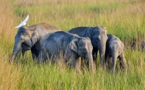 Tragic Incident: Mother and Daughter Fatally Injured by Elephants in Assam