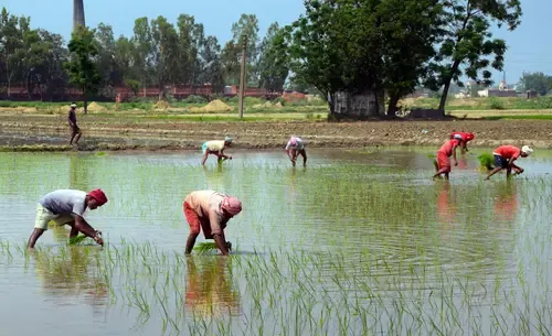 World Bank Approves Funding for New Initiative to Enhance Earnings of Farmers in Uttar Pradesh