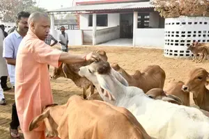 योगी सरकार में बढ़ा 40 फीसदी दुग्ध उत्पादन, देश में यूपी नंबर वन