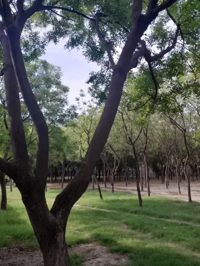 Young man discovered hanging from a tree in Jharkhand's Dumka; family suspects foul play