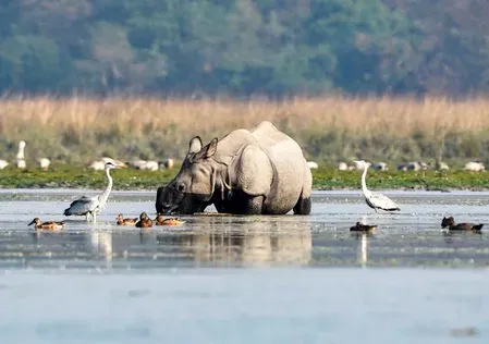 Manas National Park logs zero rhino, tiger poaching for 3 straight years
